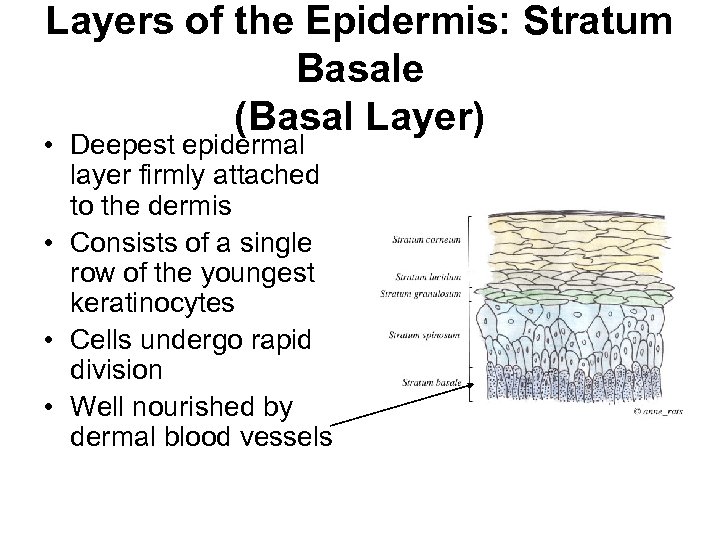 Layers of the Epidermis: Stratum Basale (Basal Layer) • Deepest epidermal layer firmly attached