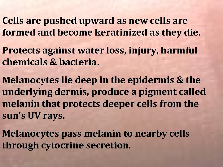 Cells are pushed upward as new cells are formed and become keratinized as they