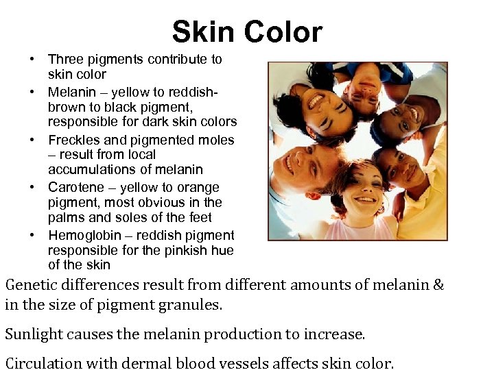 Skin Color • Three pigments contribute to skin color • Melanin – yellow to