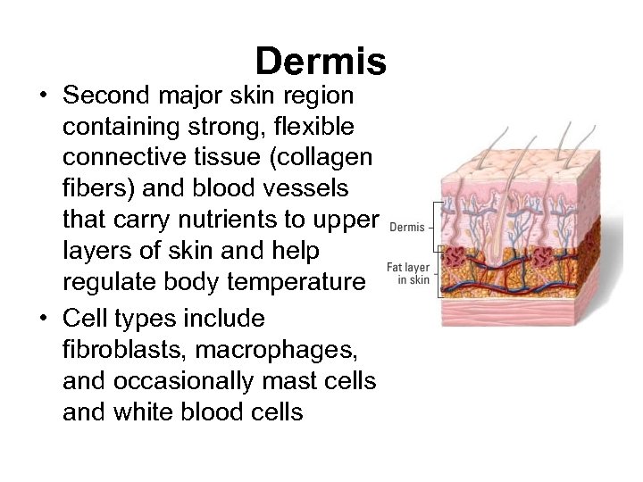 Dermis • Second major skin region containing strong, flexible connective tissue (collagen fibers) and