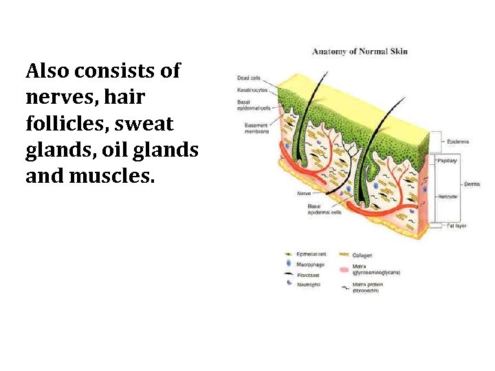 Also consists of nerves, hair follicles, sweat glands, oil glands and muscles. 