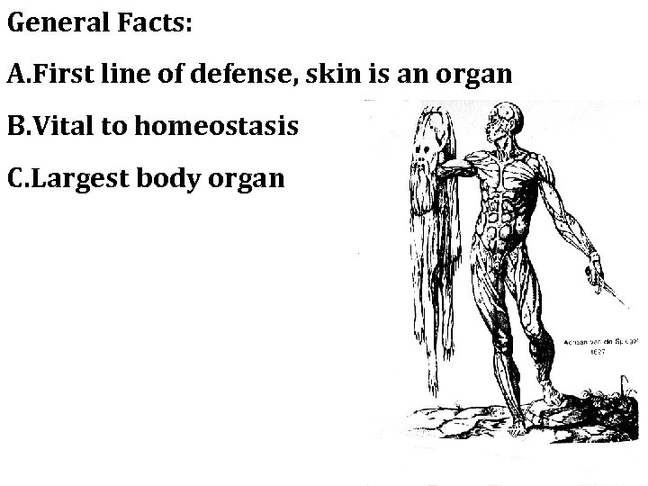 General Facts: A. First line of defense, skin is an organ B. Vital to