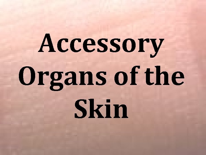 Accessory Organs of the Skin 