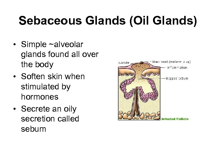 Sebaceous Glands (Oil Glands) • Simple ~alveolar glands found all over the body •