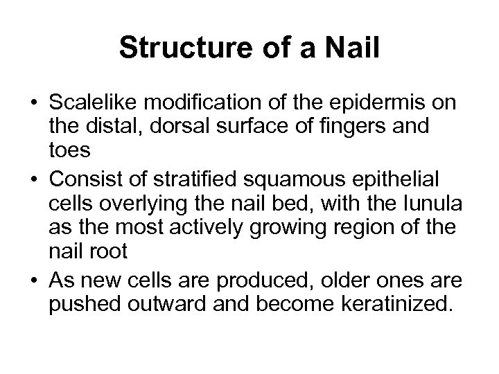 Structure of a Nail • Scalelike modification of the epidermis on the distal, dorsal