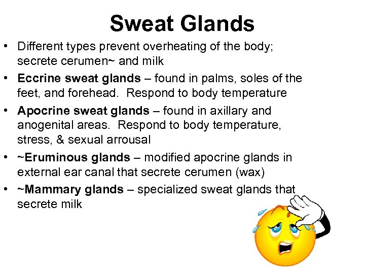 Sweat Glands • Different types prevent overheating of the body; secrete cerumen~ and milk