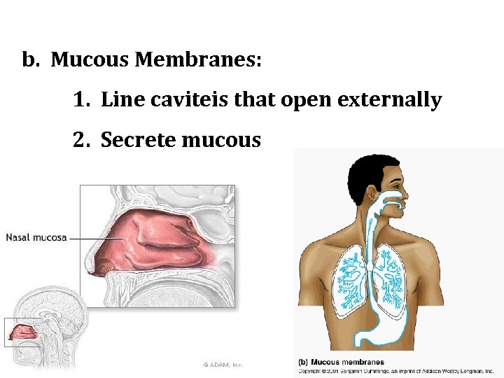 b. Mucous Membranes: 1. Line caviteis that open externally 2. Secrete mucous 