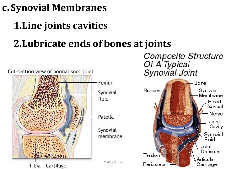 c. Synovial Membranes 1. Line joints cavities 2. Lubricate ends of bones at joints