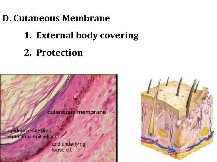 D. Cutaneous Membrane 1. External body covering 2. Protection 