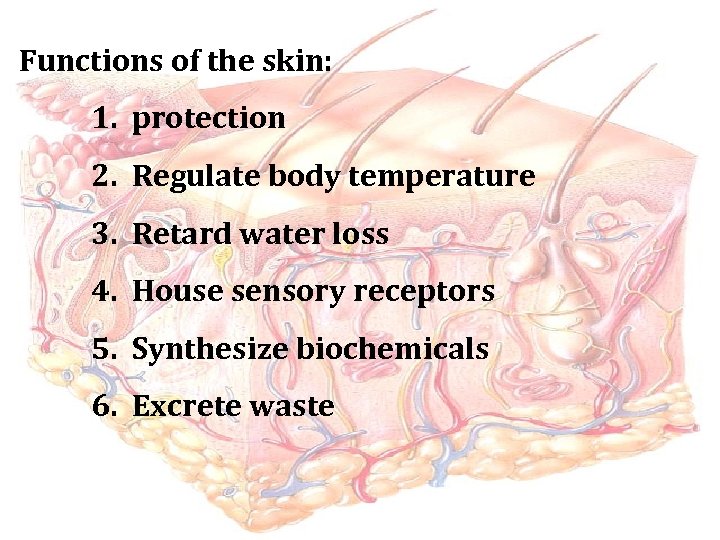 Functions of the skin: 1. protection 2. Regulate body temperature 3. Retard water loss