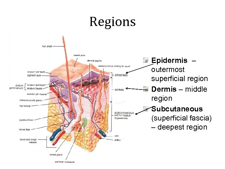 Regions Epidermis – outermost superficial region Dermis – middle region Subcutaneous (superficial fascia) –
