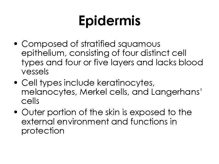 Epidermis • Composed of stratified squamous epithelium, consisting of four distinct cell types and