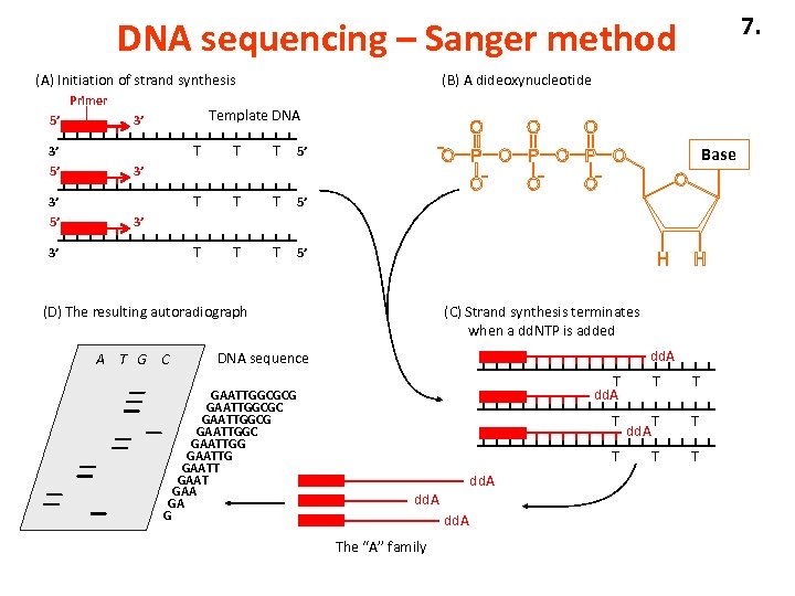 7. DNA sequencing – Sanger method (A) Initiation of strand synthesis Primer 5’ Template