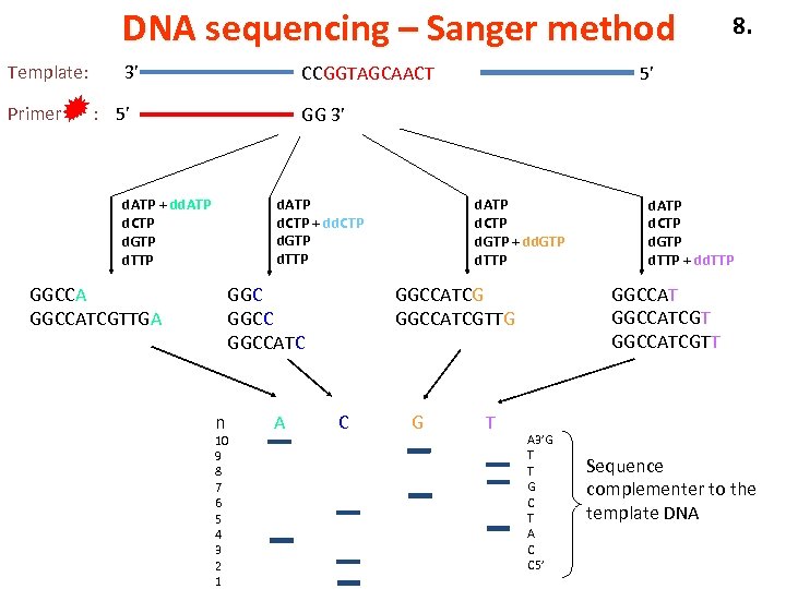 DNA sequencing – Sanger method Template: Primer 3’ CCGGTAGCAACT : 5’ 8. 5’ GG