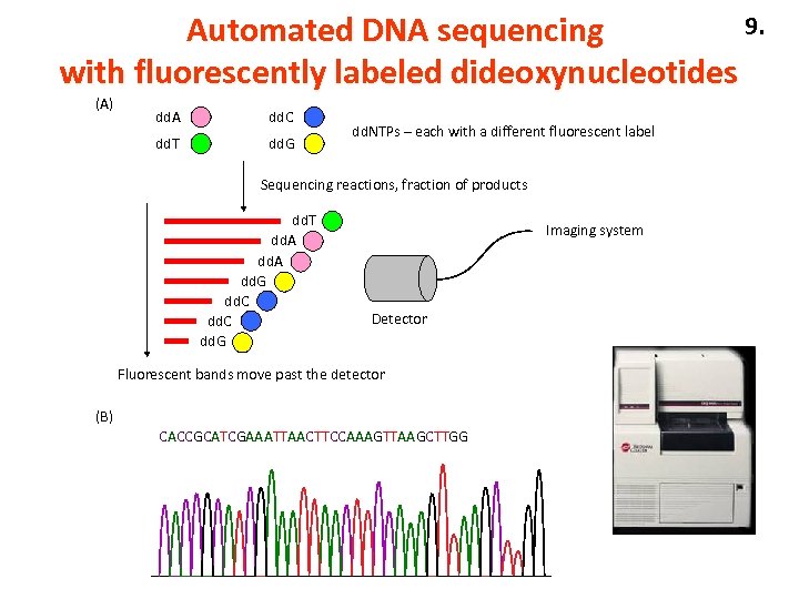9. Automated DNA sequencing with fluorescently labeled dideoxynucleotides (A) dd. A dd. C dd.