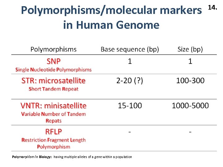 Polymorphisms/molecular markers in Human Genome Polymorphism in Biology: having multiple alleles of a gene