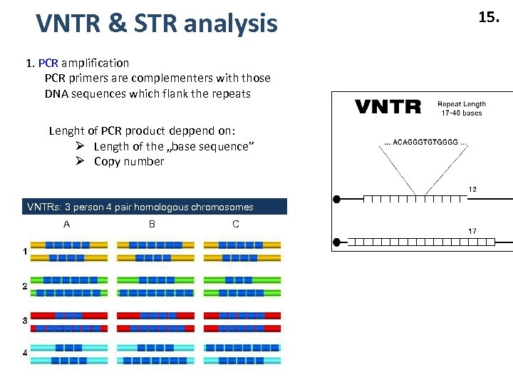 VNTR & STR analysis 1. PCR amplification PCR primers are complementers with those DNA