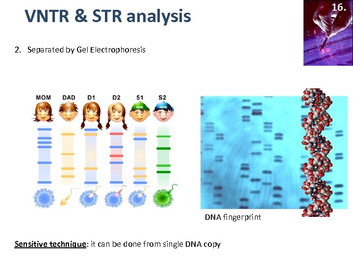 16. VNTR & STR analysis 2. Separated by Gel Electrophoresis DNA fingerprint Sensitive technique: