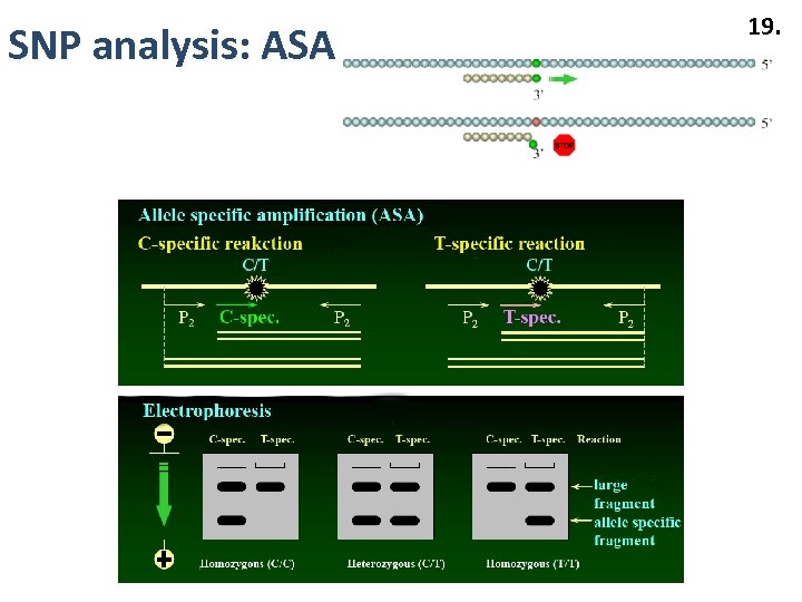 SNP analysis: ASA 19. 
