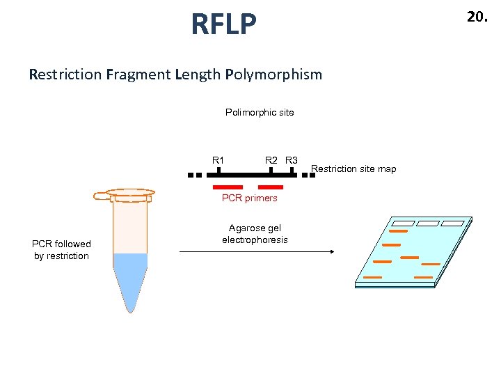 RFLP 20. Restriction Fragment Length Polymorphism Polimorphic site R 1 R 2 R 3