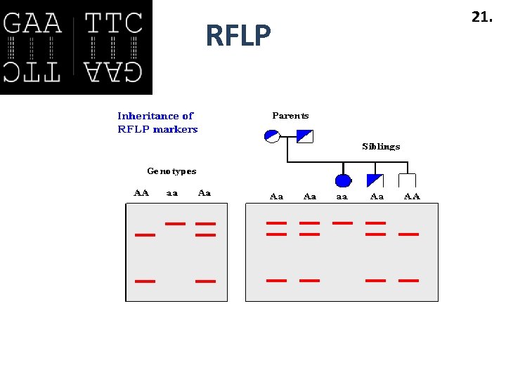 RFLP 21. 