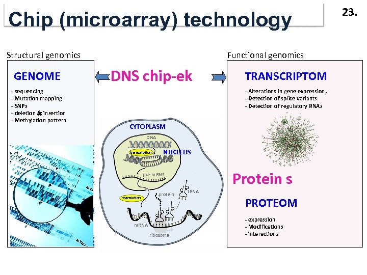 Chip (microarray) technology Structural genomics GENOME - sequencing - Mutation mapping - SNPs -