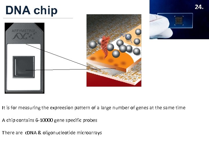 DNA chip It is for measuring the expreesion pattern of a large number of