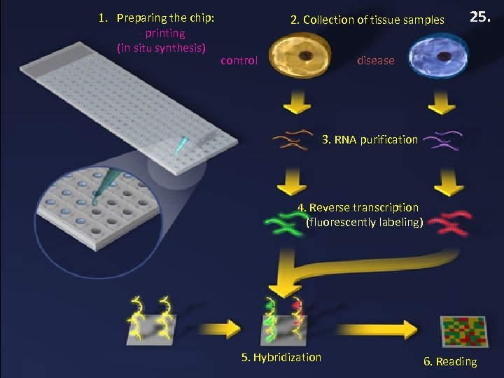 1. Preparing the chip: - printing (in situ synthesis) 2. Collection of tissue samples
