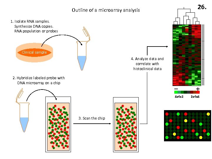 26. Outline of a microarray analysis 1. Isolate RNA samples. Synthesize DNA copies. RNA