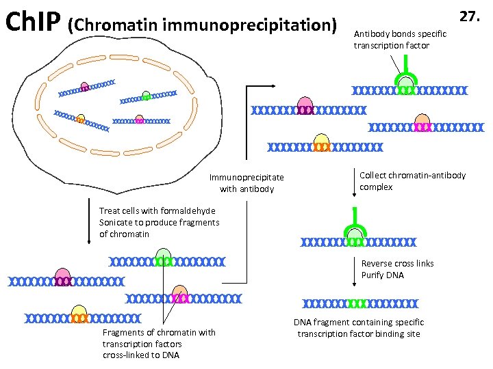 Ch. IP (Chromatin immunoprecipitation) Immunoprecipitate with antibody 27. Antibody bonds specific transcription factor Collect