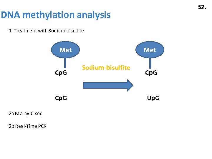 32. DNA methylation analysis 1. Treatment with Sodium-bisulfite Met Cp. G 2 a Methyl.