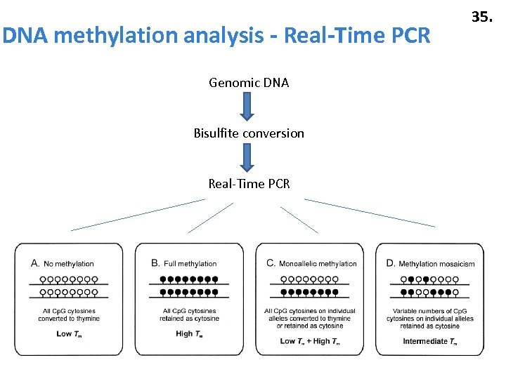 DNA methylation analysis - Real-Time PCR Genomic DNA Bisulfite conversion Real-Time PCR 35. 