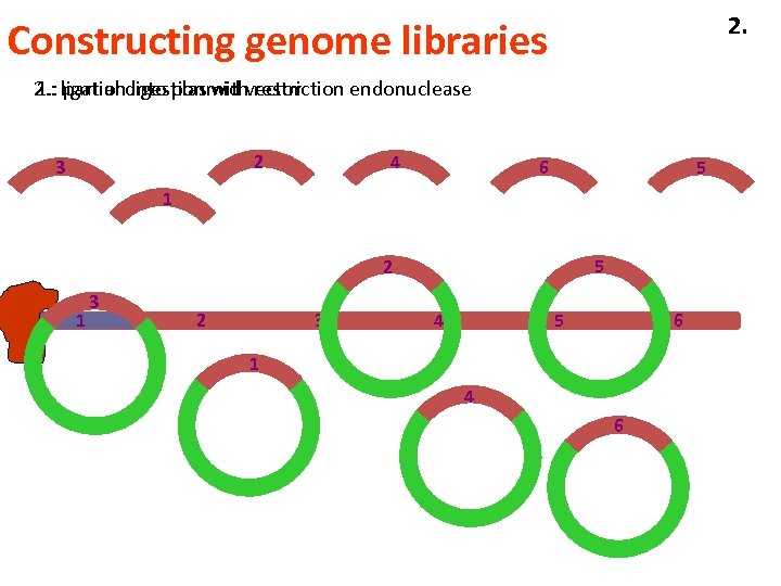 2. Constructing genome libraries 2. : ligationdigestion withvector 1. : partial into plasmid restriction