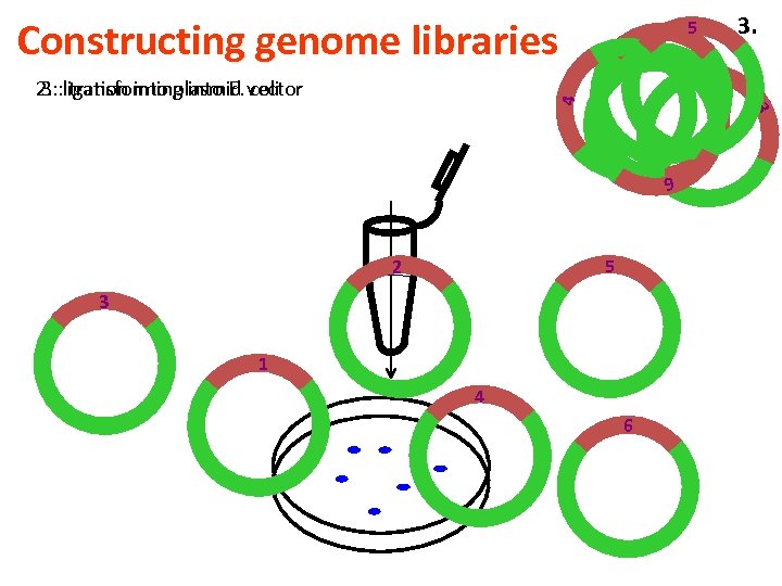 Constructing genome libraries 3. 5 3 4 2. : ligation into plasmid vector 3.