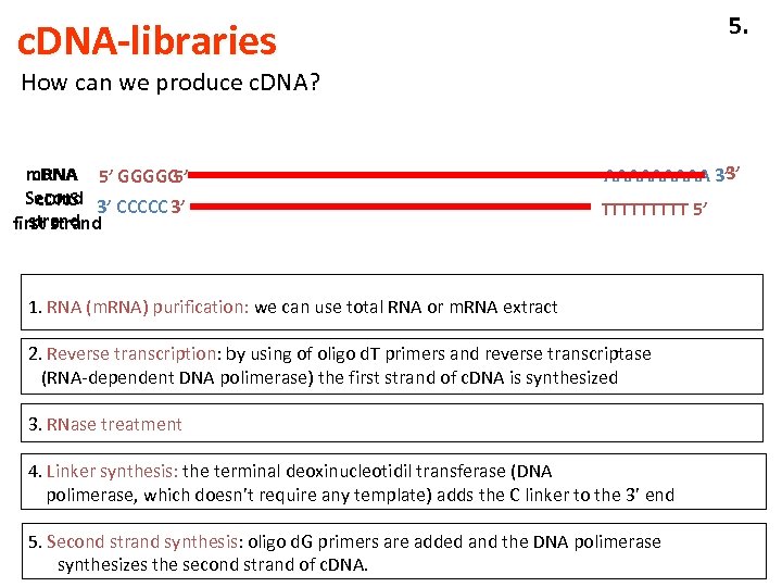 5. c. DNA-libraries How can we produce c. DNA? c. DNA m. RNA 5’