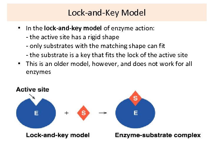 Lock-and-Key Model • In the lock-and-key model of enzyme action: - the active site