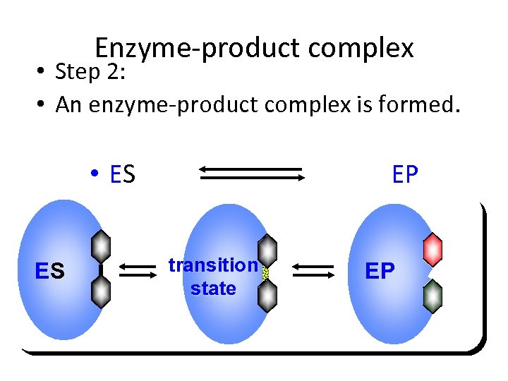 Enzyme-product complex • Step 2: • An enzyme-product complex is formed. • ES ES