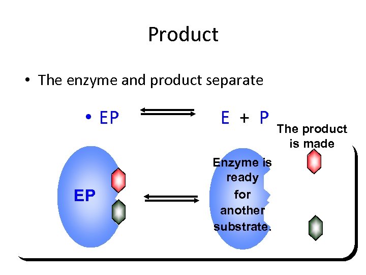 Product • The enzyme and product separate • EP EP E + P Enzyme