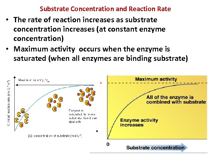 Substrate Concentration and Reaction Rate • The rate of reaction increases as substrate concentration