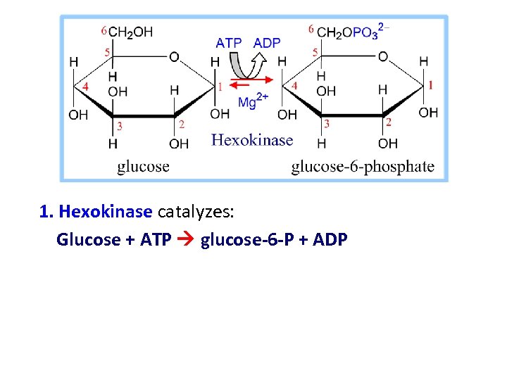 1. Hexokinase catalyzes: Glucose + ATP glucose-6 -P + ADP 