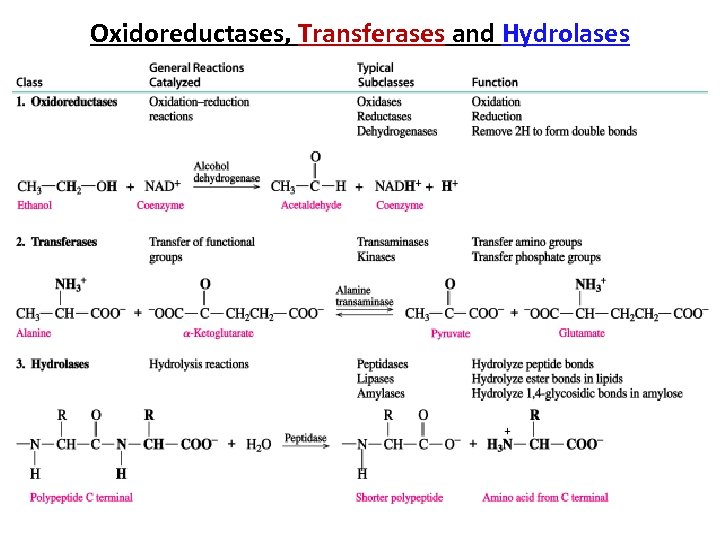 Oxidoreductases, Transferases and Hydrolases 