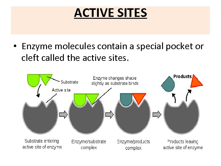 enzyme-structure-classification-and-mechanism-of-action