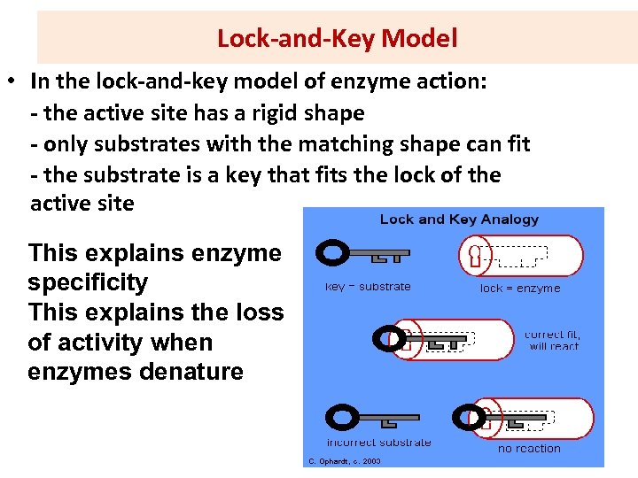 Enzyme Structure classification and mechanism of action