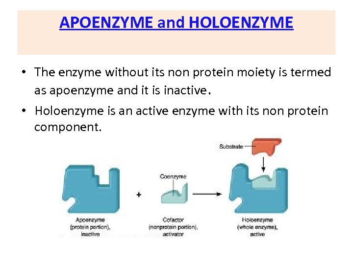 APOENZYME and HOLOENZYME • The enzyme without its non protein moiety is termed as