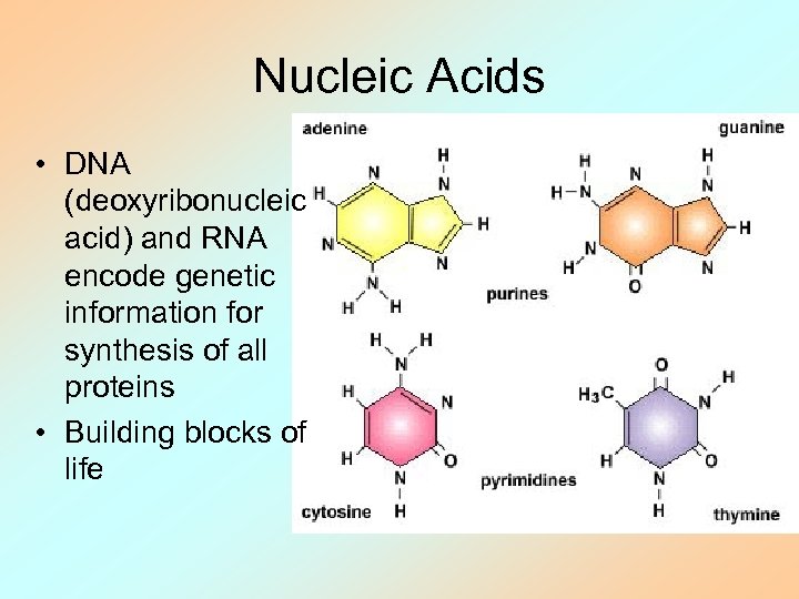 Nucleic Acids • DNA (deoxyribonucleic acid) and RNA encode genetic information for synthesis of