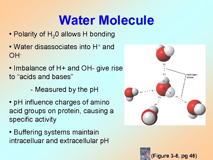Water Molecule • Polarity of H 20 allows H bonding • Water disassociates into