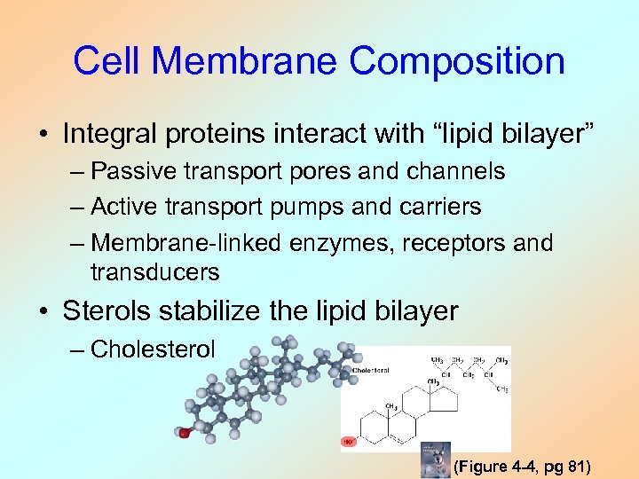 Cell Membrane Composition • Integral proteins interact with “lipid bilayer” – Passive transport pores