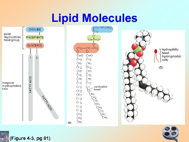 Lipid Molecules (Figure 4 -3, pg 81) 