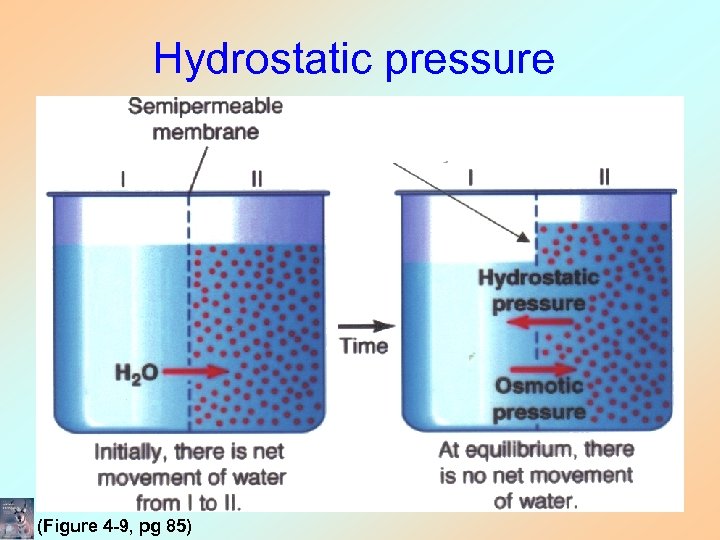 Hydrostatic pressure (Figure 4 -9, pg 85) 