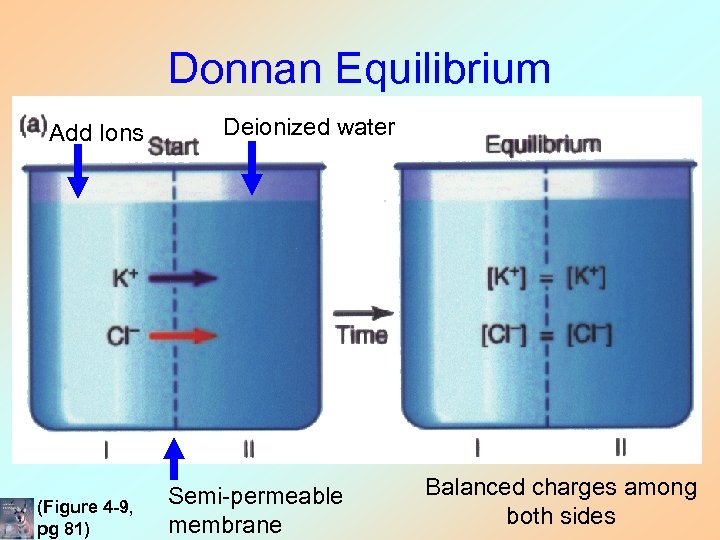 Donnan Equilibrium Add Ions (Figure 4 -9, pg 81) Deionized water Semi-permeable membrane Balanced